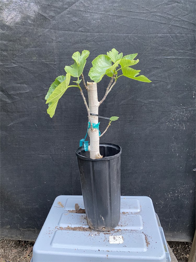 FigBid - Online Auctions of Fig Trees, Fig Cuttings & Growing Supplies ...