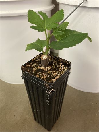 FigBid - Online Auctions of Fig Trees, Fig Cuttings & Growing Supplies ...