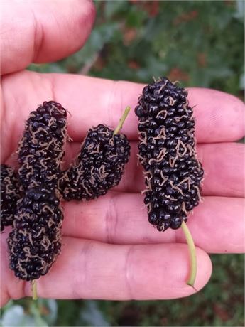 Bryce’s World's Best Mulberry (4 cuttings) aka World’s Best