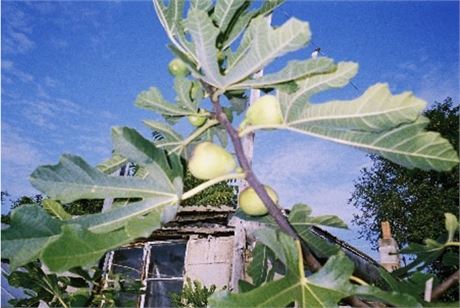 White Triana Fig POTTED Well-Rooted, Approx. 1 FT Tall