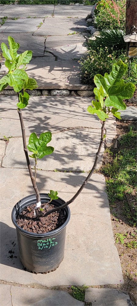 Figbid - Online Auctions Of Fig Trees, Fig Cuttings & Growing Supplies 