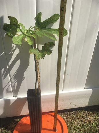 Ronde de Bordeaux RDB fig tree from air layer