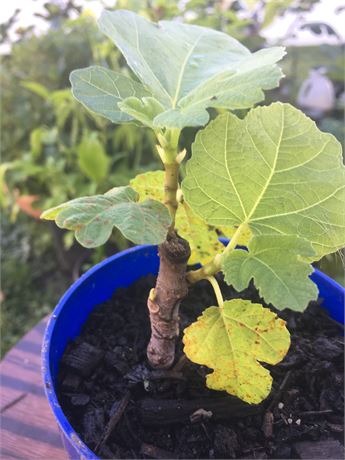 Figbid - Online Auctions Of Fig Trees, Fig Cuttings & Growing Supplies 