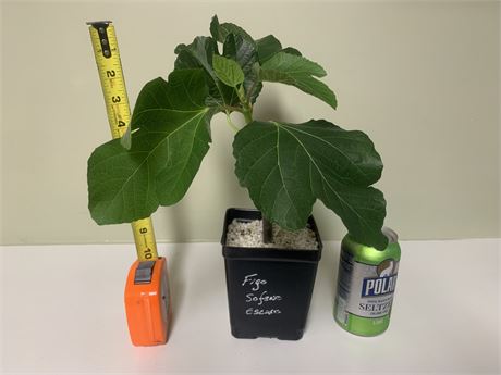 FigBid - Online Auctions of Fig Trees, Fig Cuttings & Growing Supplies ...