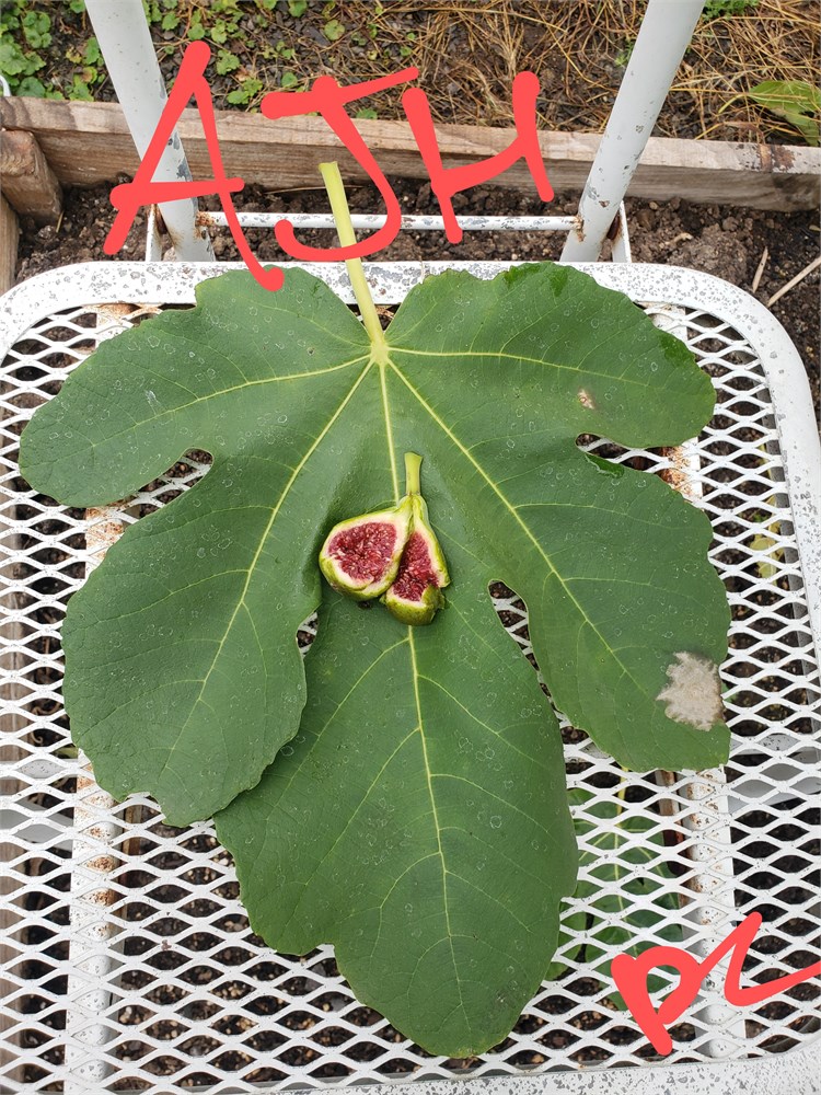 Adriatic JH Fig Tree – Naturally Grown