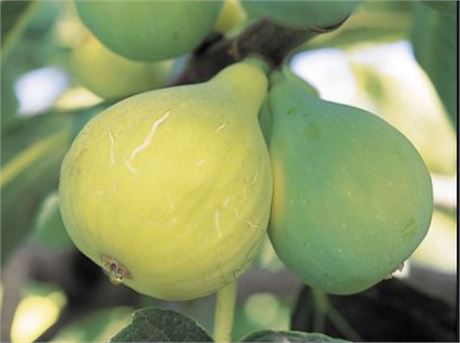 Conadria Fig POTTED 1-2 FT Tall