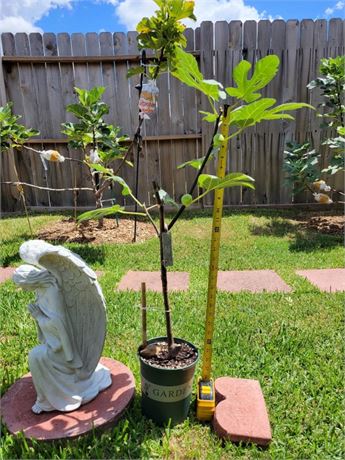 Capoll Curt Negra Fig Tree With Fruits Own Root  Trunk To Tip 25 Inches