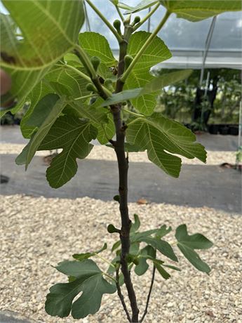 HOLLIER FIG TREE 5 GALLON POT(LOTS OF FIGS).