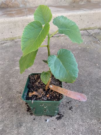 FigBid - Online Auctions of Fig Trees, Fig Cuttings & Growing Supplies ...