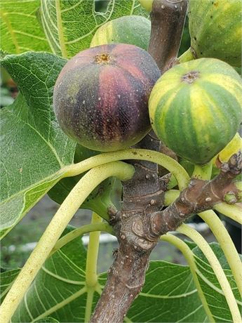 FigBid - Online Auctions of Fig Trees, Fig Cuttings & Growing Supplies