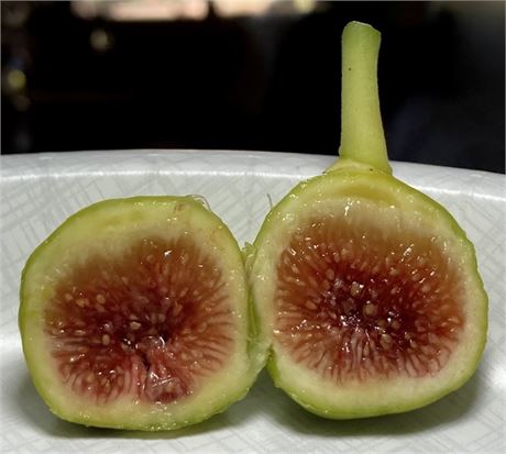 FigBid - Online Auctions of Fig Trees, Fig Cuttings & Growing