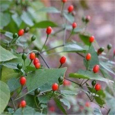 McMahon's Texas Bird Pepper Seeds - Very old variety. Small pods with a punch!