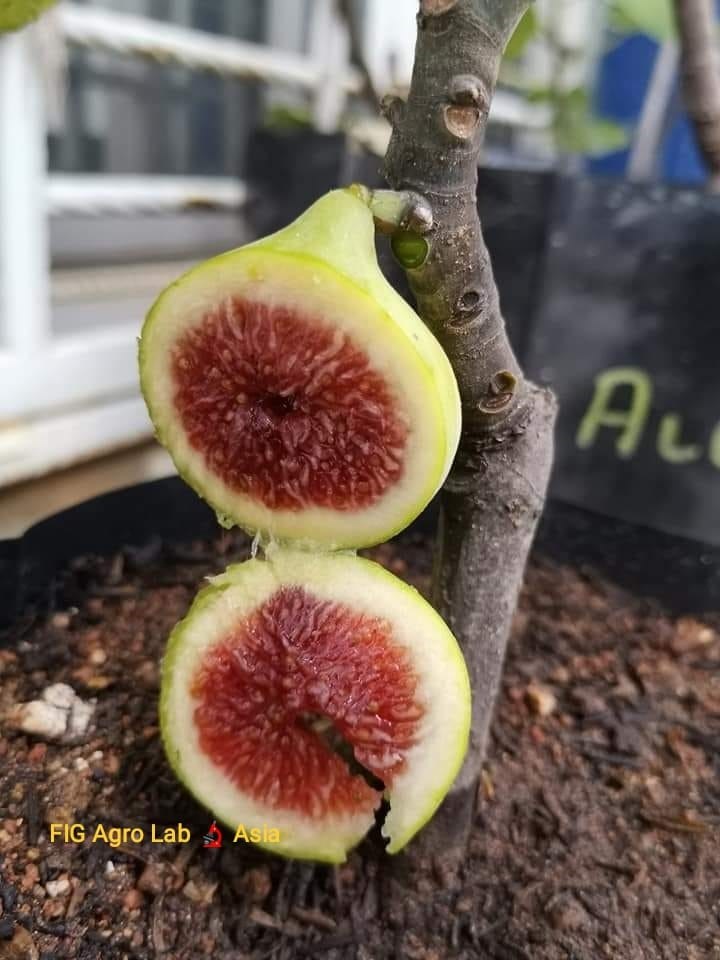 FigBid - Online Auctions of Fig Trees, Fig Cuttings & Growing Supplies - Jamal  al Asfar -- The Yellow Beauty