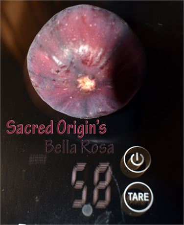 Sacred Origin's Bella de Rosa- Tree pot