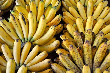 Banana Plant Variety Pack