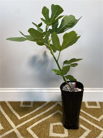 Verte – Well-Rooted in Tree Pot