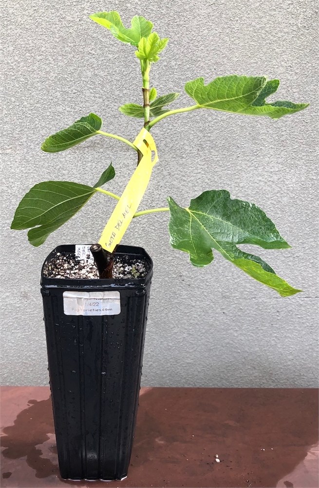 FigBid - Online Auctions of Fig Trees, Fig Cuttings & Growing Supplies ...