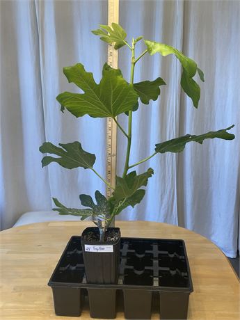 Figo Roxo fig tree, own roots, in a 4x9 inch tree pot (47)
