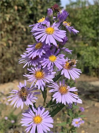 Aster Flowers Live Plants  ~ Purple / Violet ~ One Gallon Size ~ Fast Growing!