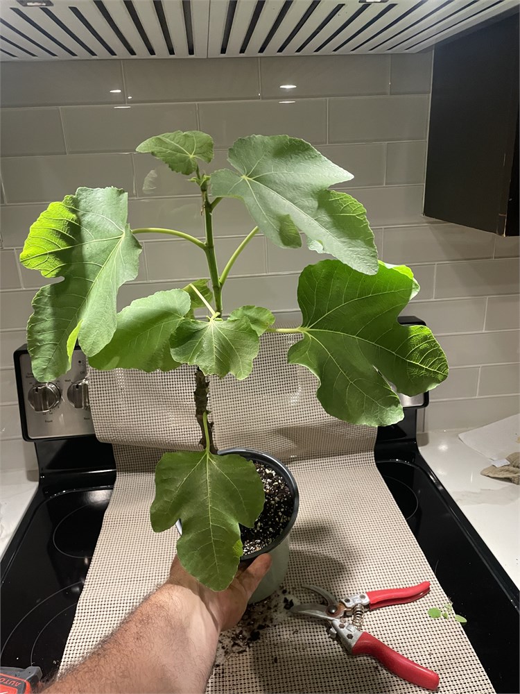 FigBid - Online Auctions of Fig Trees, Fig Cuttings & Growing Supplies ...