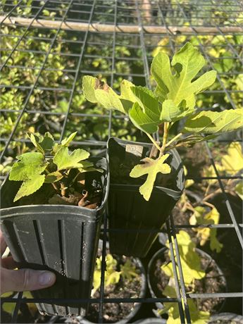 FigBid - Online Auctions of Fig Trees, Fig Cuttings & Growing Supplies -  COLL DE DAMA ROJA (MP) CDD ROJA - 2 Premium Cuttings - No Reserve