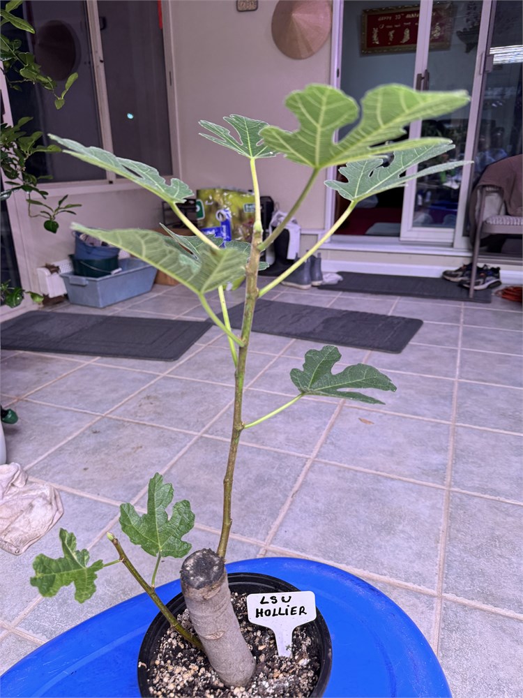 Figbid - Online Auctions Of Fig Trees, Fig Cuttings & Growing Supplies 