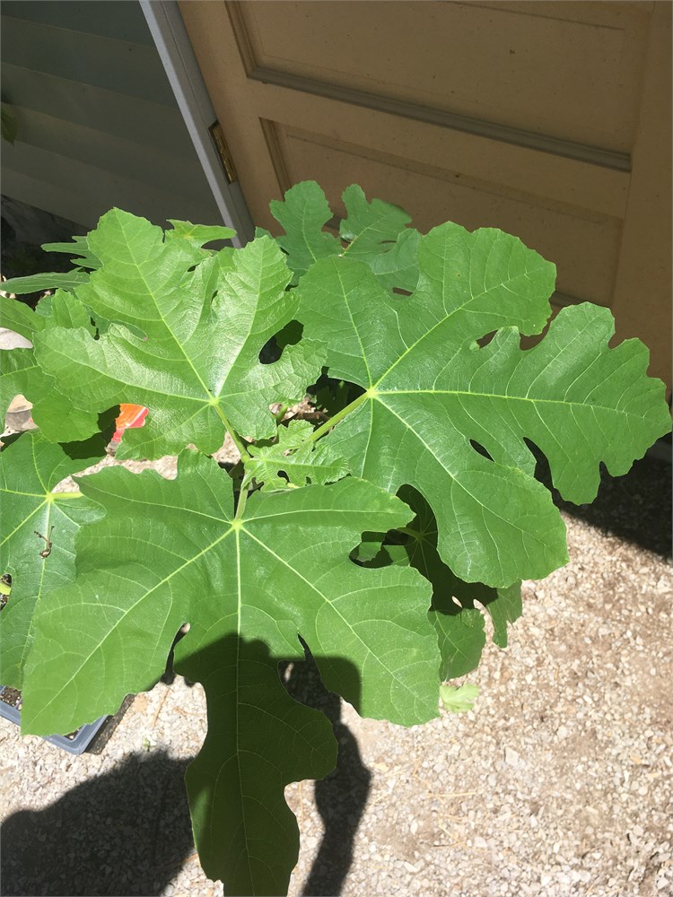 FigBid - Online Auctions of Fig Trees, Fig Cuttings & Growing Supplies ...