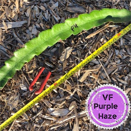 Large Purple Haze Dragon Fruit Cutting
