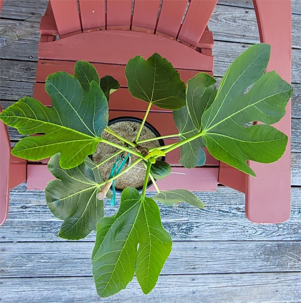 FigBid - Online Auctions of Fig Trees, Fig Cuttings & Growing Supplies ...