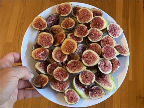 x1 Grantham's Royal  Fig Cuttings! Buy as many as you want.