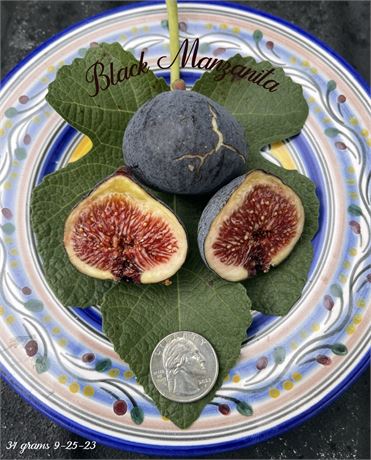 Black Manzanita Rooted Cutting