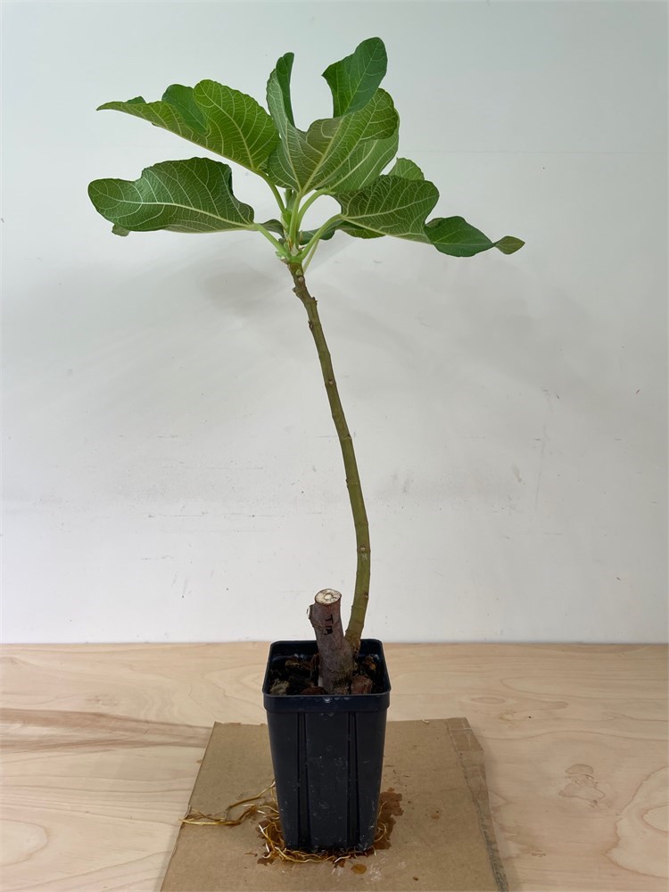 FigBid - Online Auctions of Fig Trees, Fig Cuttings & Growing Supplies ...