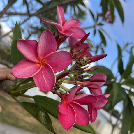 Pink Plumeria Frangipani Cuttings - Lovely flowery aroma!