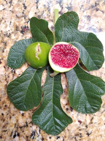 Fig Seeds - Select Variety - 50-Seeds - Seedlings often fruit within 2-3 Years
