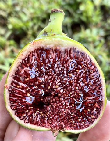 FigBid - Online Auctions of Fig Trees, Fig Cuttings & Growing