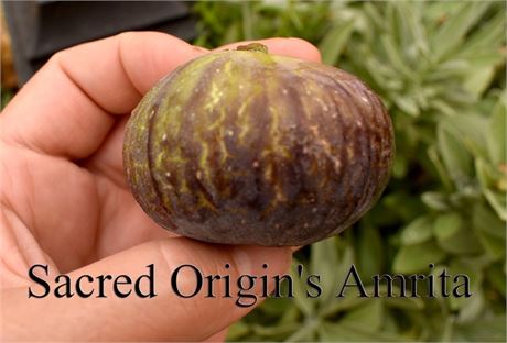 Sacred Origin's Amrita - 1.5 gallon pot-single trunk