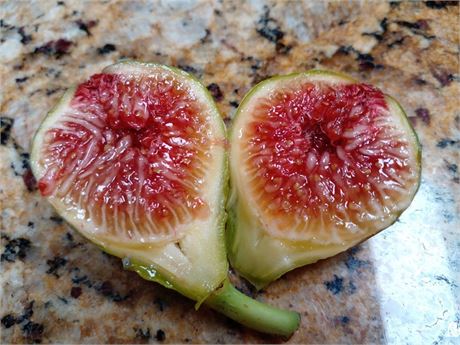 Campaniere Fig - 2 Cuttings - Delicious and Cold Hardy