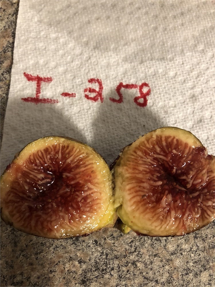 Figbid - Online Auctions Of Fig Trees, Fig Cuttings & Growing Supplies 