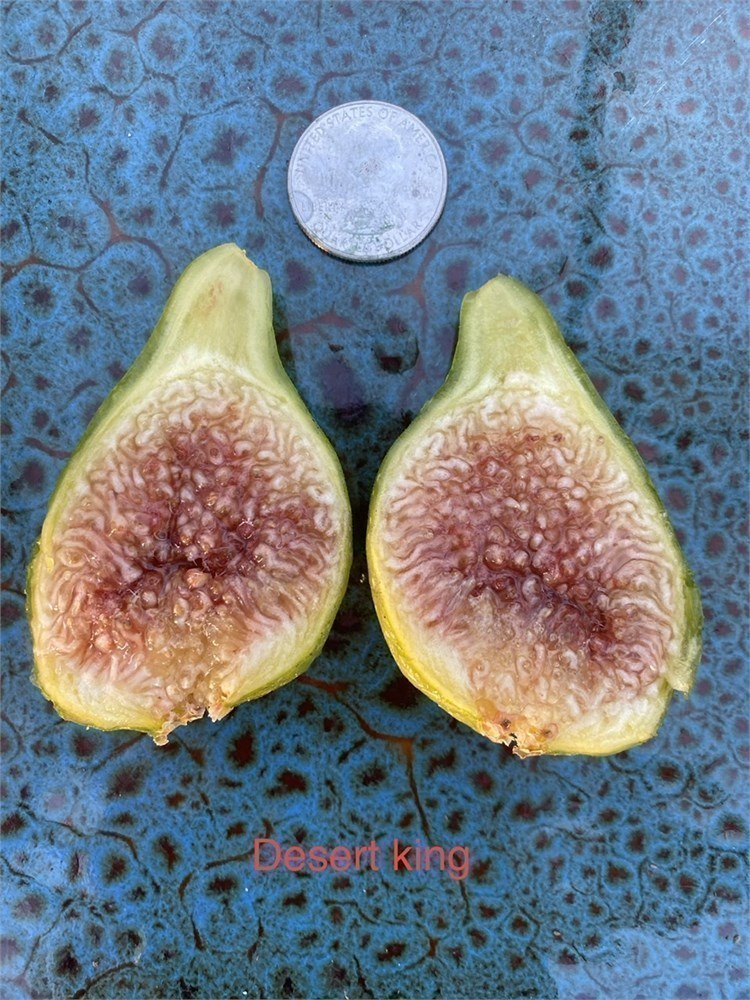 Fig Cuttings Auctions Trees, Fig Growing Supplies 7 Online cuttings - combined FigBid Desert king & free - shipping lignified mostly of