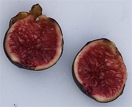 Raspberry Latte Fig Tree (9" Tree Pot)