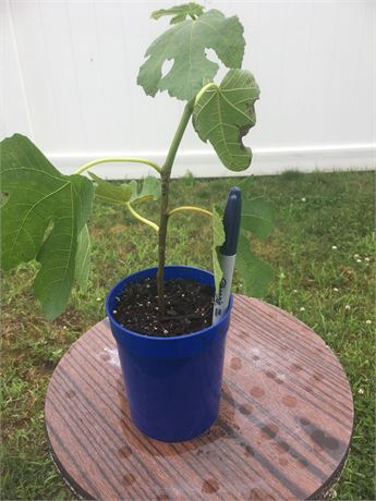 FigBid - Online Auctions of Fig Trees, Fig Cuttings & Growing Supplies ...