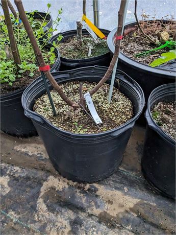 6gal bare root ISA fig tree.