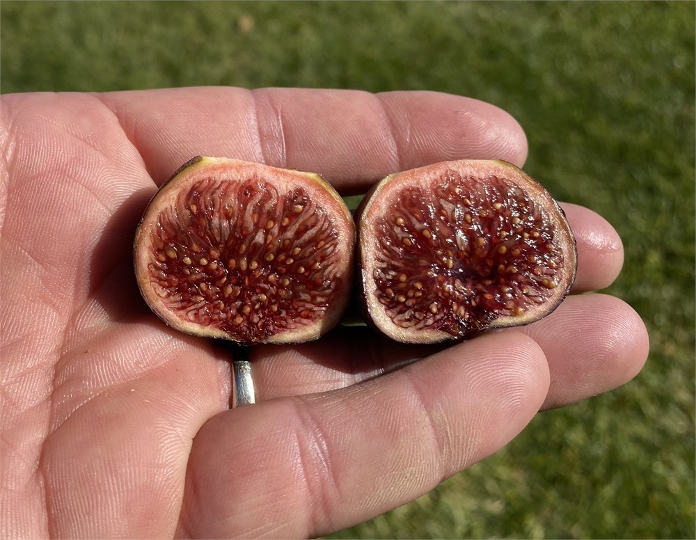 figbid-online-auctions-of-fig-trees-fig-cuttings-growing-supplies