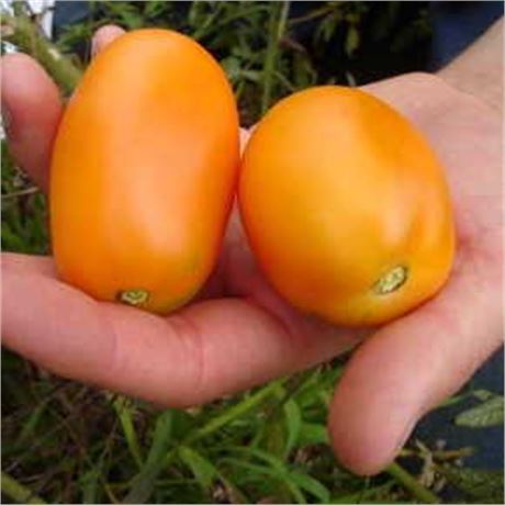 Orange Banana Paste Tomato Seeds - 100% Organic