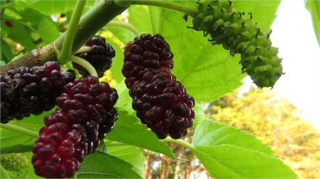 Mulberry tree discount online