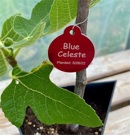 Blue Celeste Tree from Cutting