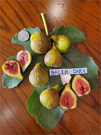 FigBid - Online Auctions of Fig Trees, Fig Cuttings & Growing Supplies