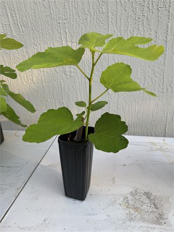 Orphan -rooted cutting