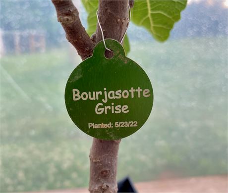 Bourjasotte Grise Tree from Cutting