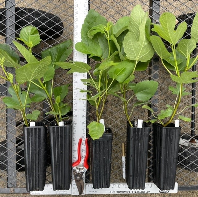 FigBid - Online Auctions of Fig Trees, Fig Cuttings & Growing Supplies -  COLL DE DAMA ROJA (MP) CDD ROJA - 2 Premium Cuttings - No Reserve